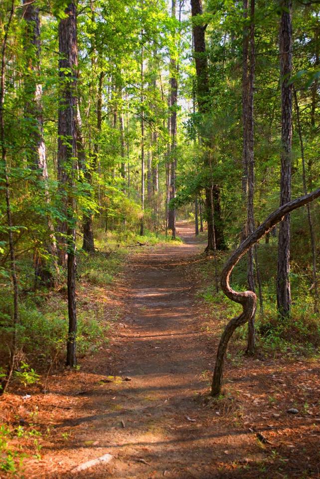 A peaceful, shaded dirt path winds through a dense forest of tall pine and deciduous trees.