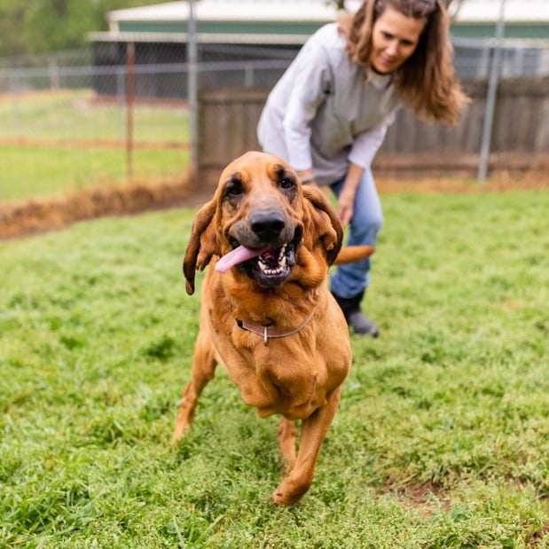 Images Canine Country