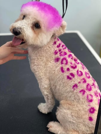 Images San Diego Grooming Academy