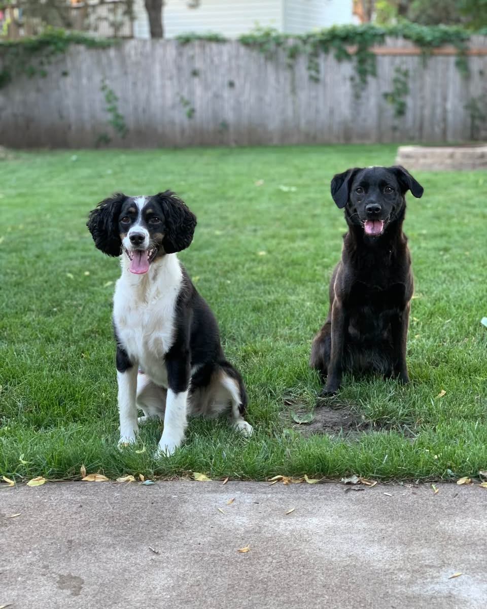 National Dog Day may have been yesterday, but it is never too late to celebrate our amazing team members and their furry companions. Check out these adorable photos of our canine sidekicks who brighten our days at work