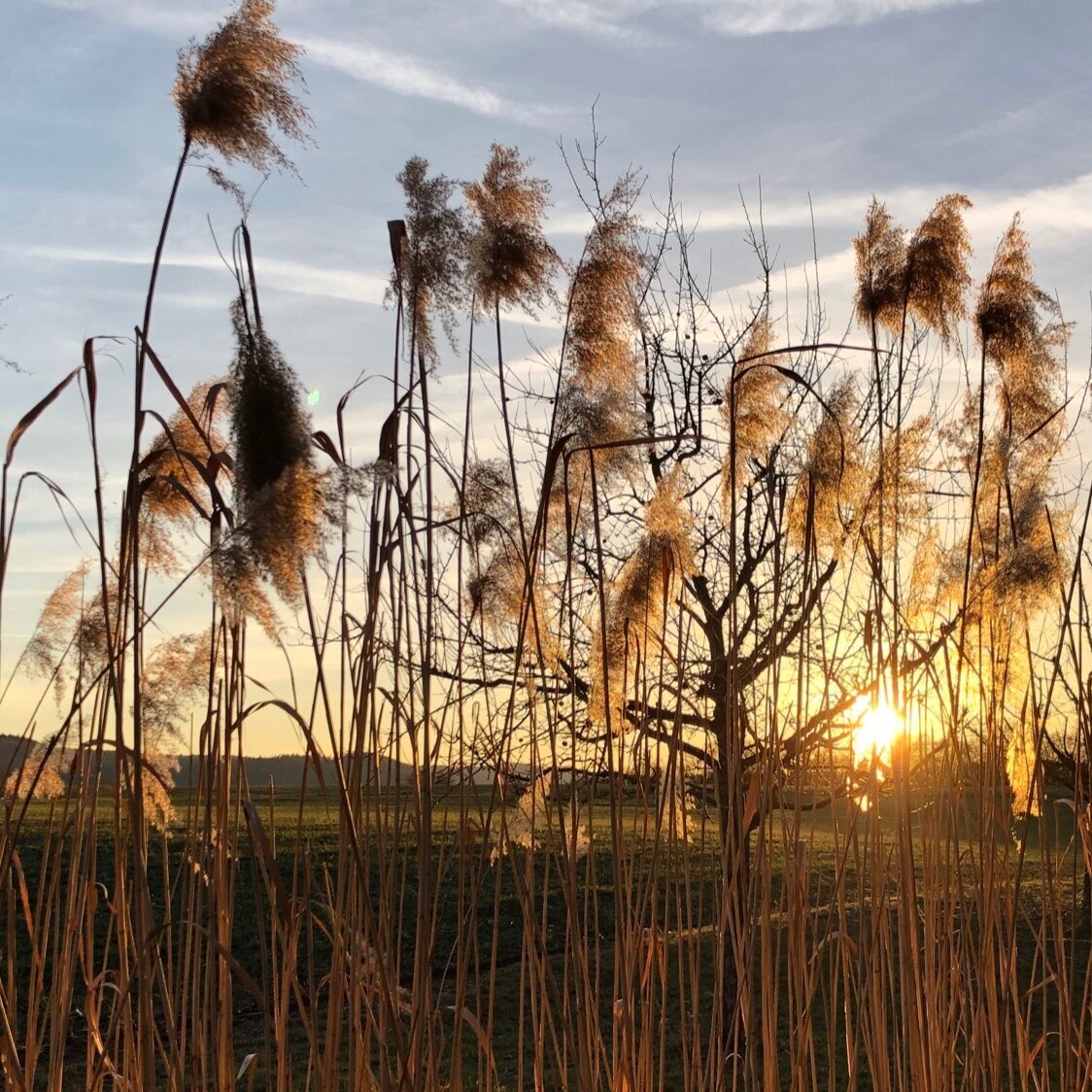 Bestattungen Kraus, Haller Straße 1 in Schwäbisch Hall
