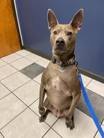 Images VCA Preston Park Animal Hospital