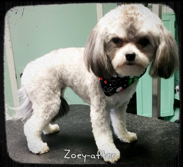 Images 4 Pawz Mobile Spa