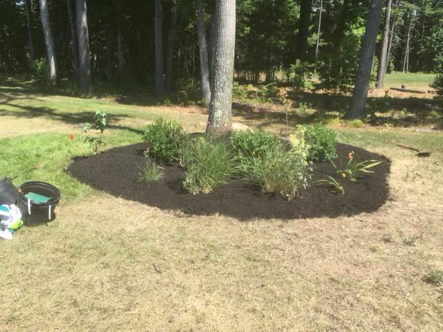 This client hired us at Alvarez Landscaping LLC for mulching.