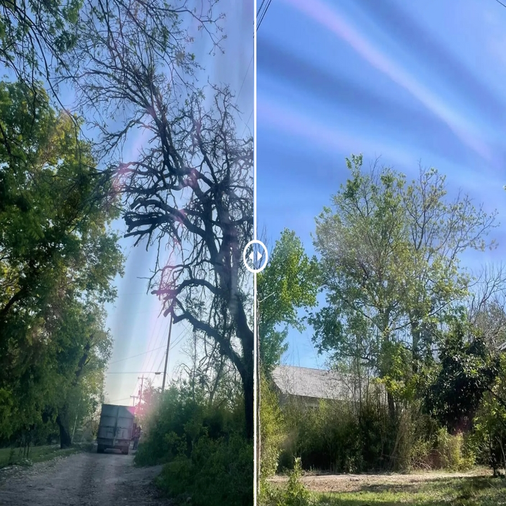 Images Cody's Tree Services
