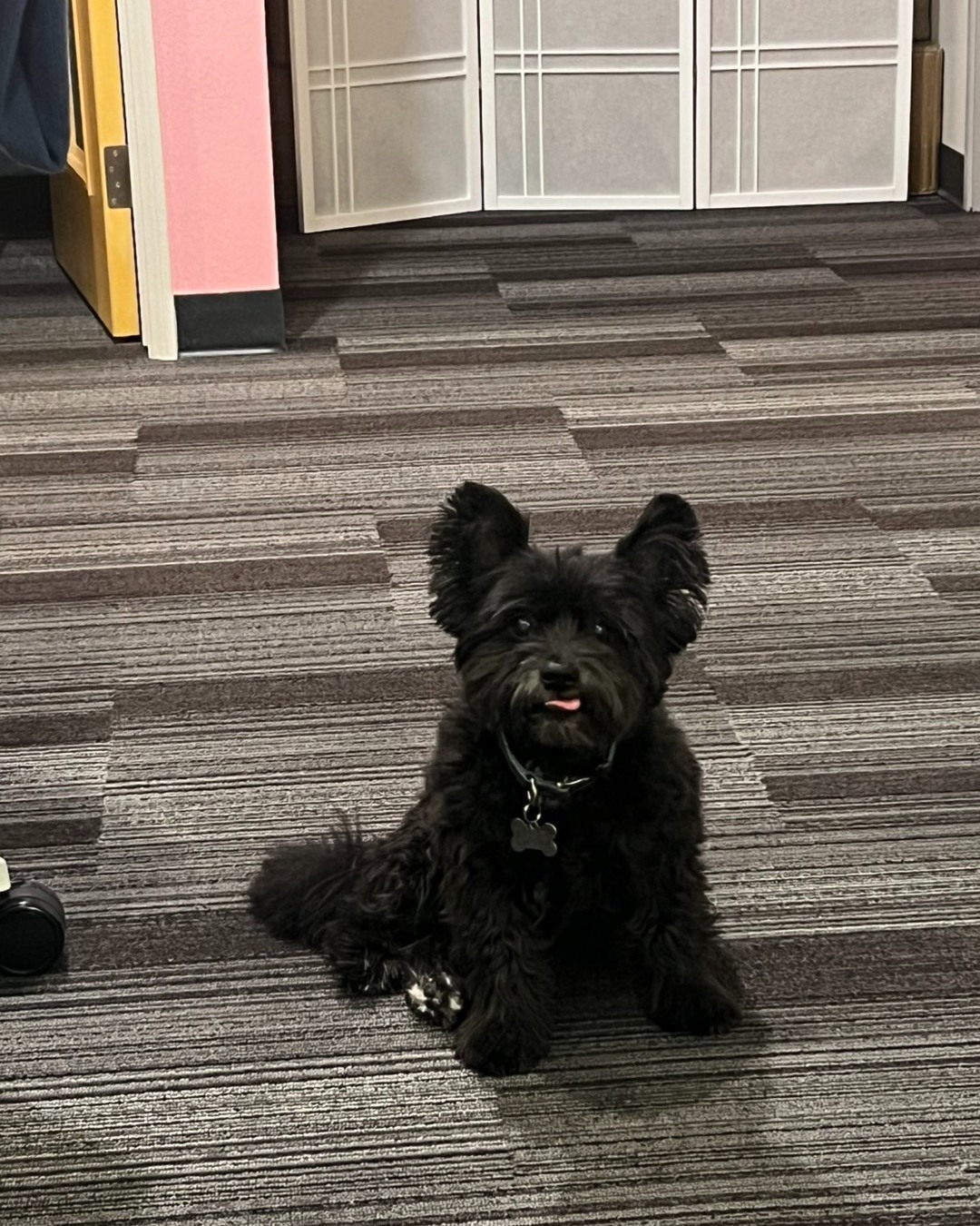 We love the people and furry friends who stop by Melon Local. Nothing brightens our day like friendly faces, wagging tails, and sharing a few smiles along the way.