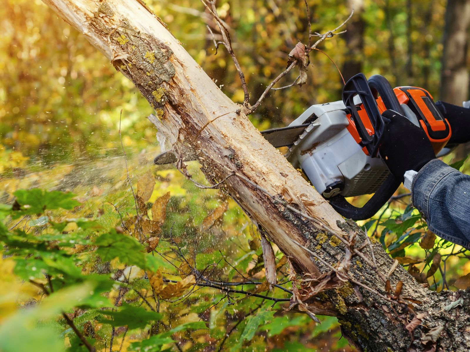 The Davey Tree Expert Company