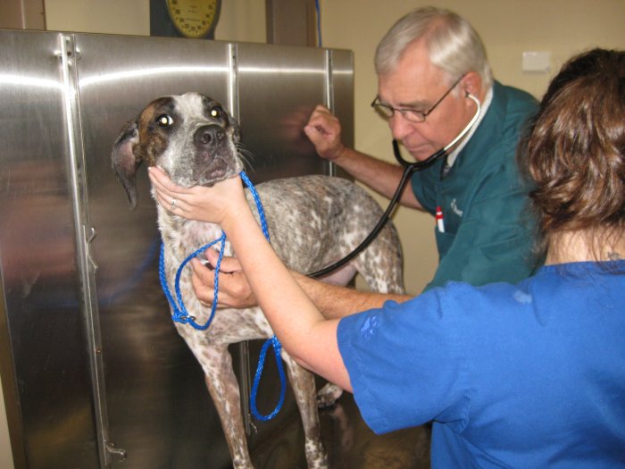 Images VCA Animal Medical Center of Pasadena
