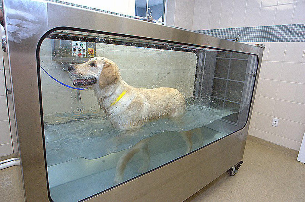 Calusa Veterinary Center’s rehabilitation clinic offers the latest in rehab therapy, including hydrotherapy, which employs the many healing benefits of water.