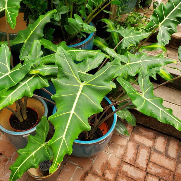 Images Deep Roots Garden Center