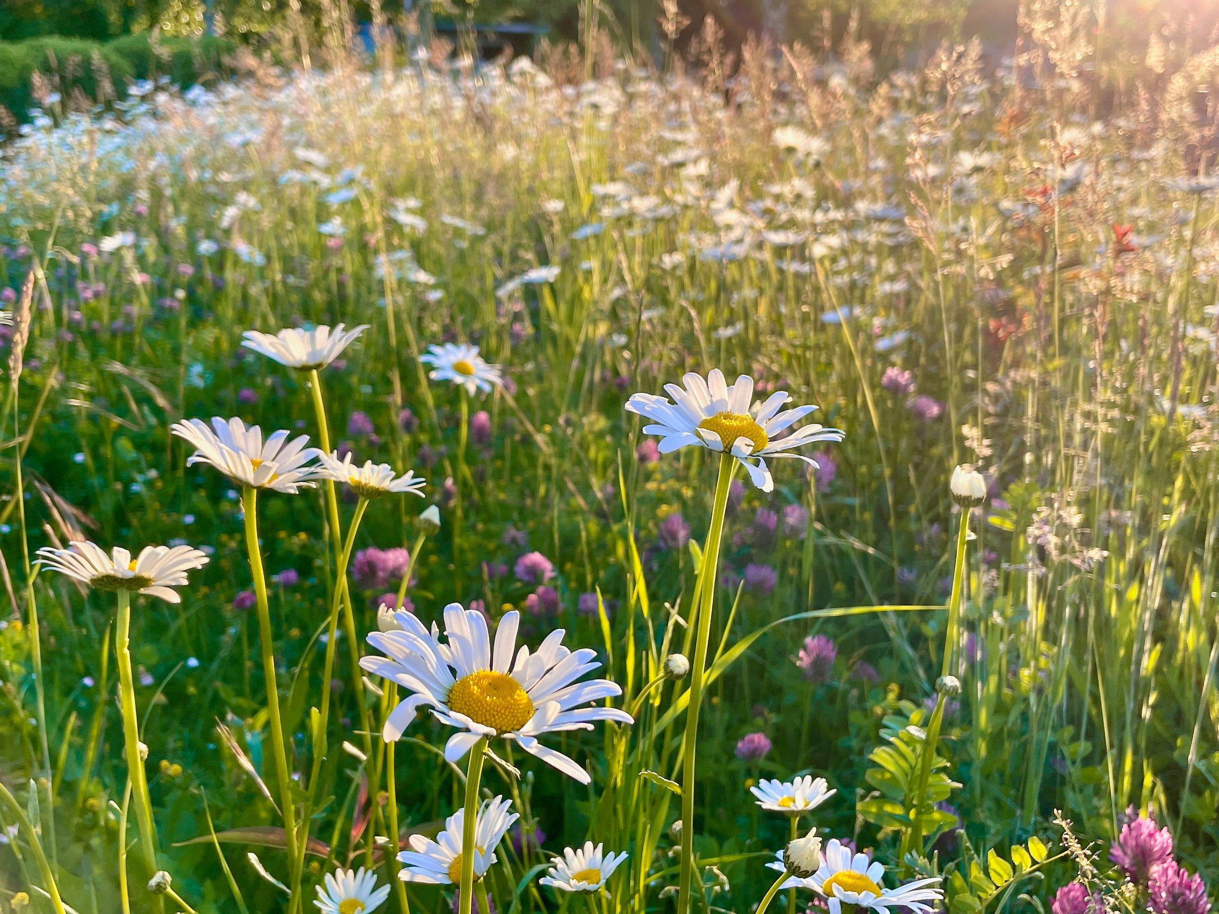 Bilder Wildblumendienst