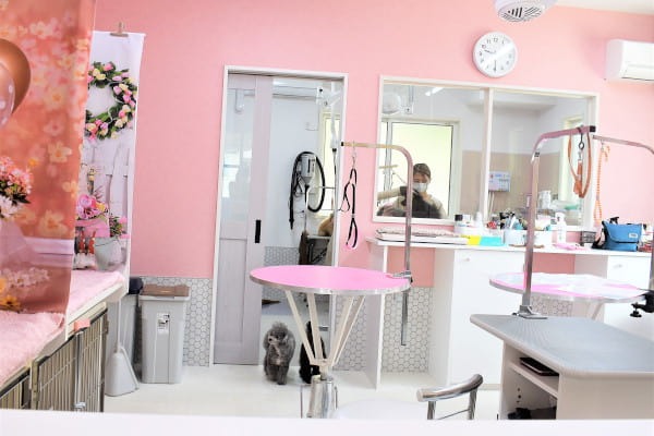 Images わんわんスタイルANNE