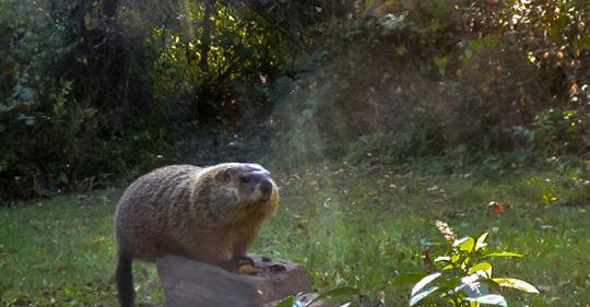 groundhog wildlife control trapper exterminators