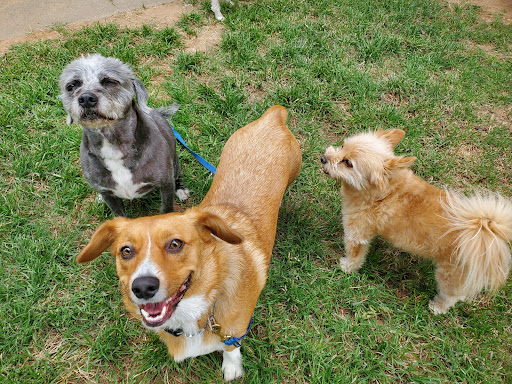 Images WOOF!