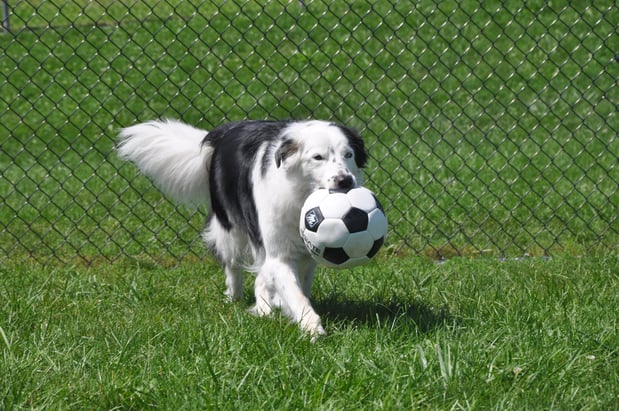 Images Leesport Pet Resort