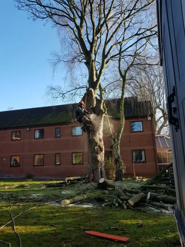Images Poplar Tree Services Ltd
