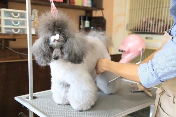 Images わんわんスタイルANNE