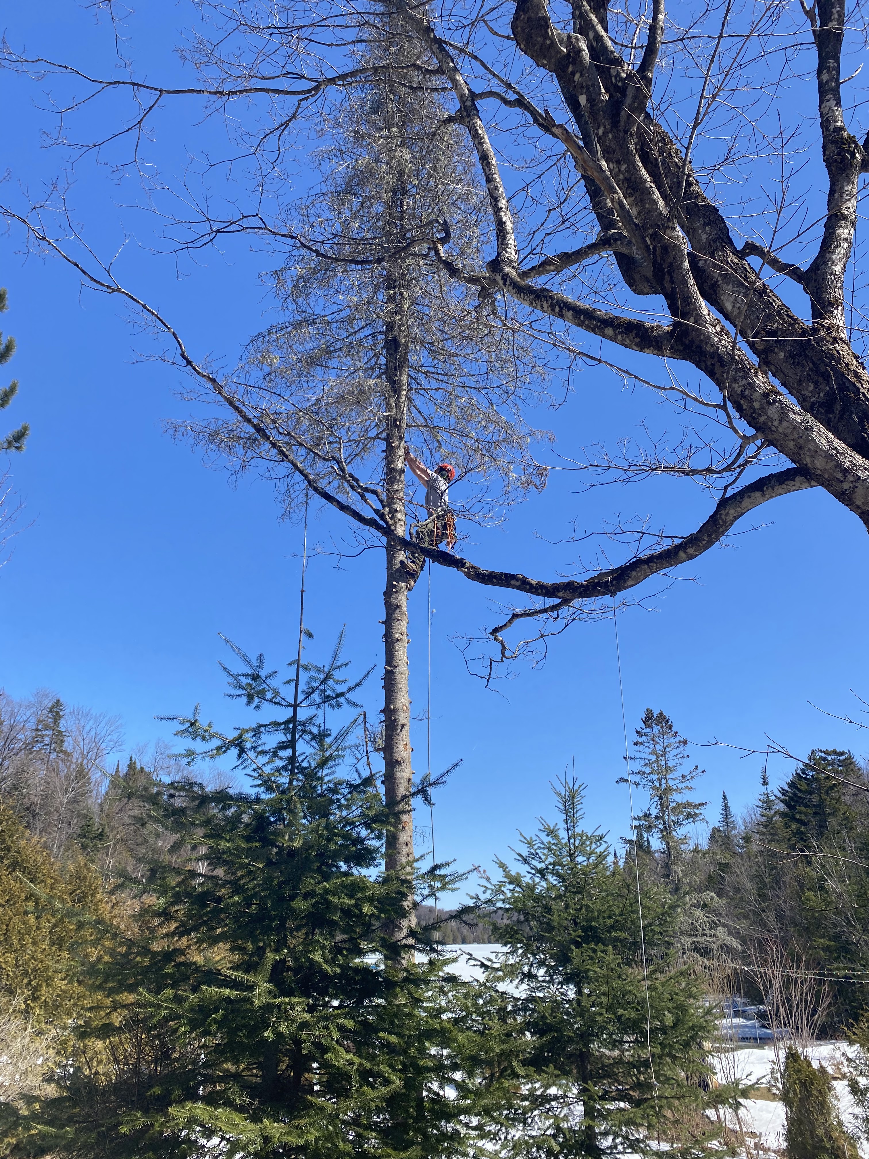 Images Élagage Frère d'Arbres