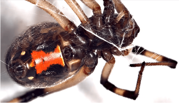 Images First Line Pest Defense