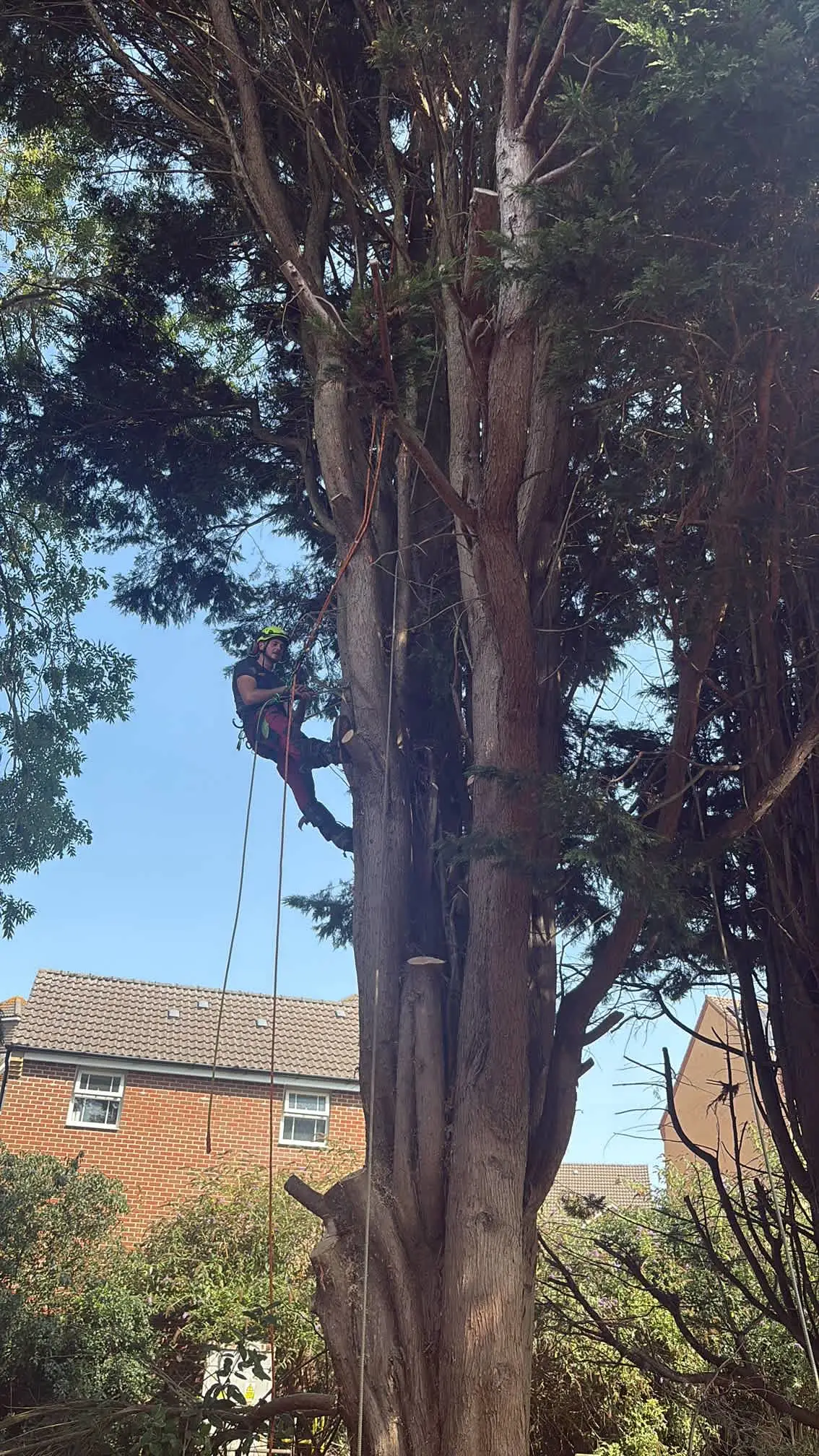Images Arborist Tree Surgeons