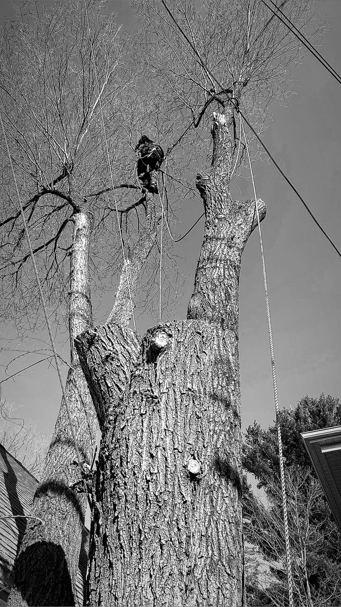 Images Élagage Frère d'Arbres