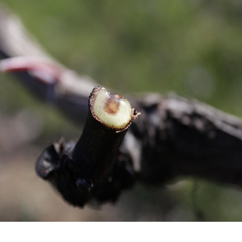 Images Azienda Agricola Franco Pacenti