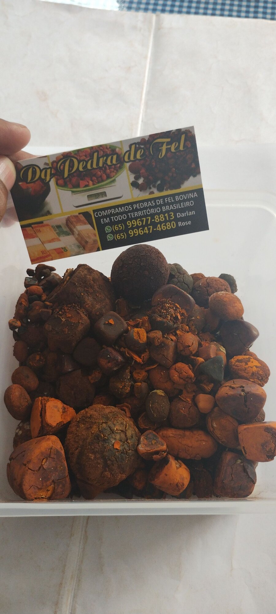 Images Dg pedras de fel bovinos