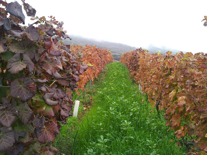 Images Bodega Viña Estévez