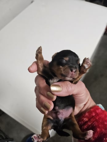 Images Bad, Beautiful & Bossy AKC Yorkies