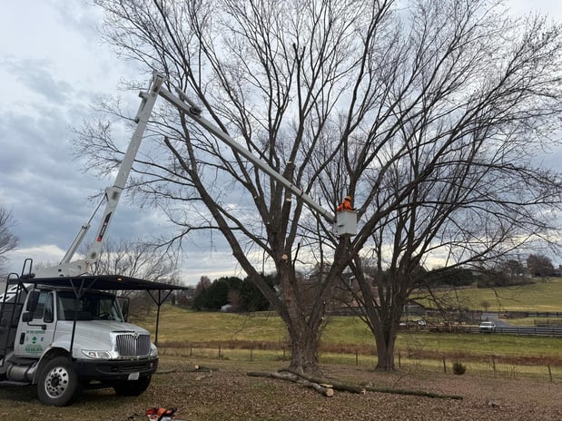 Images ER Tree Services LLC