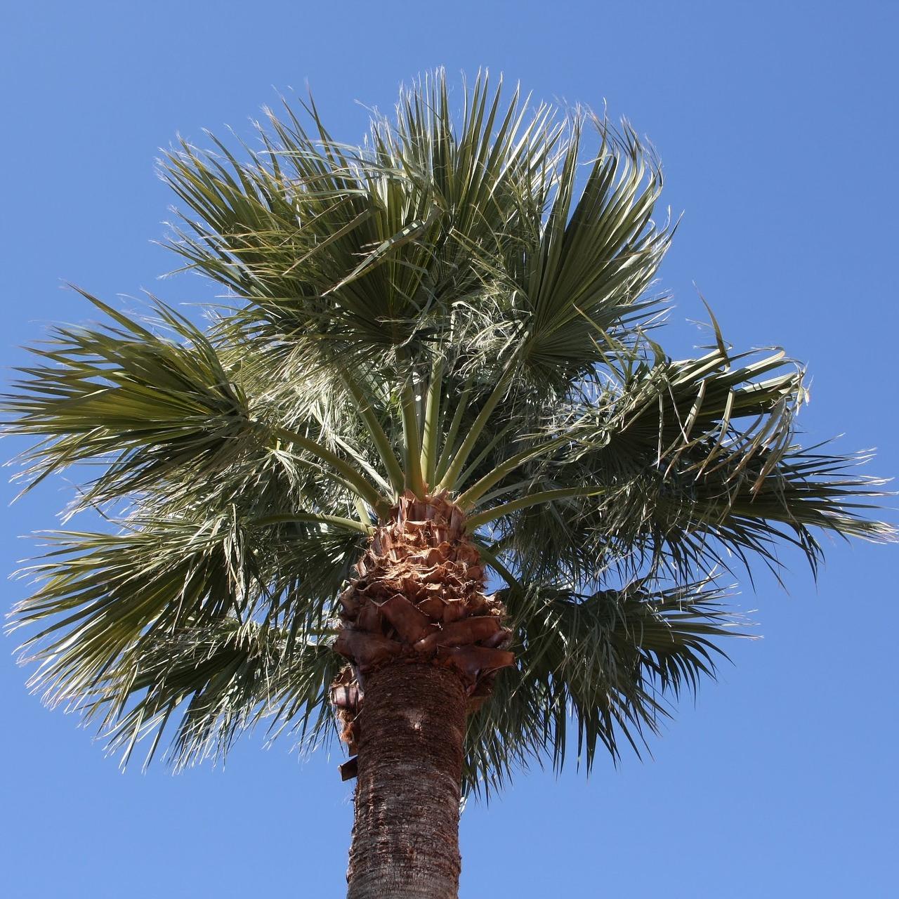 Phoenix Az Tree Removal