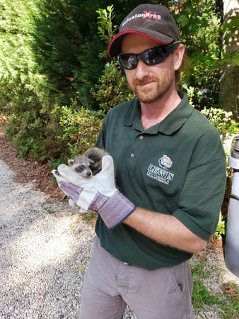 Images Lewis Pest Control & Wildlife Removal