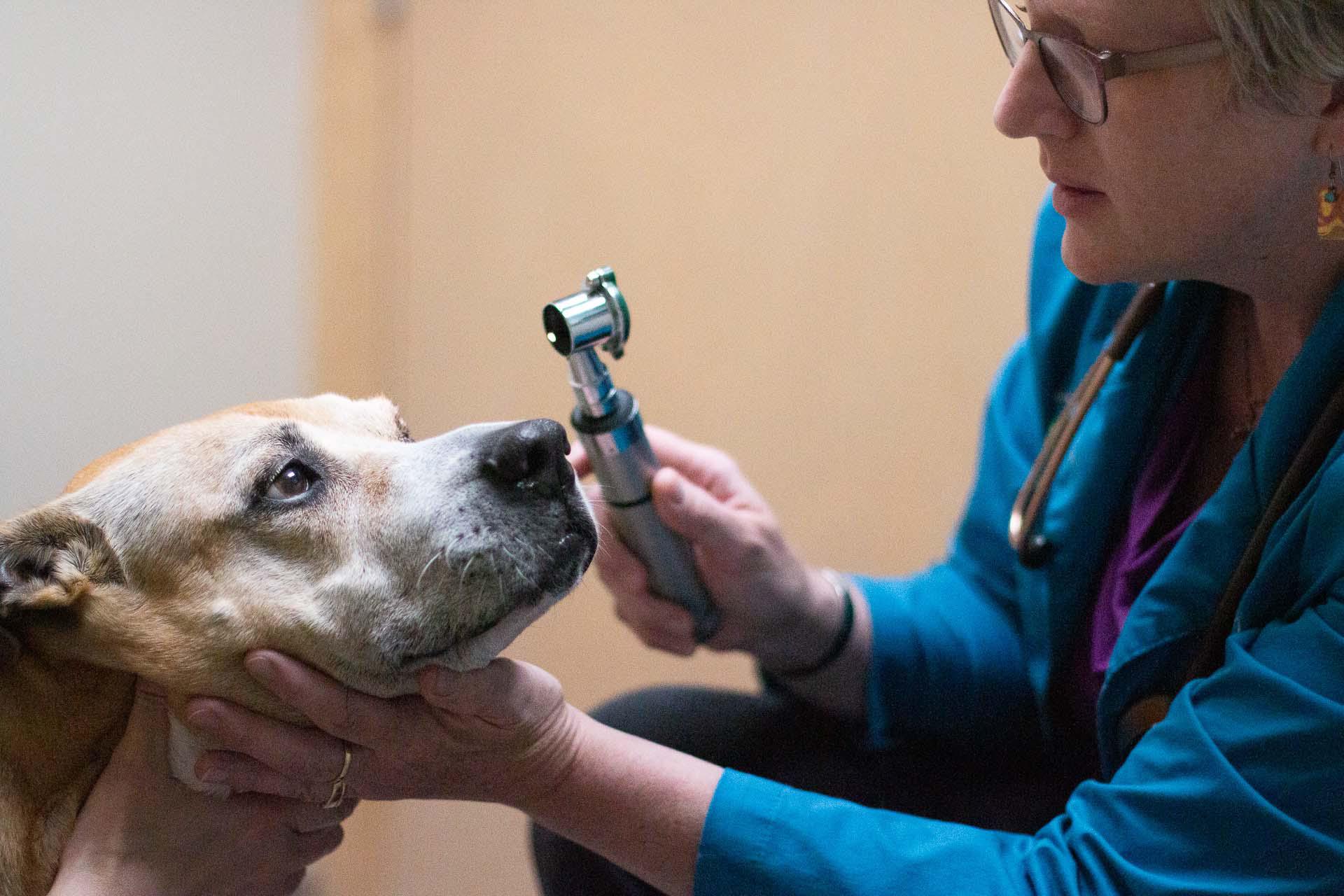 When we say 'tip of the nose to the tip of the tail exam,' we mean it, and Dr. Piepgras is doing just that. Here, Dr. Piepgras examines a pet’s eyes for unusual coloration, discharge, proper light response, and more.