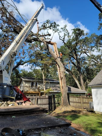 Images Tree Tech of Louisiana