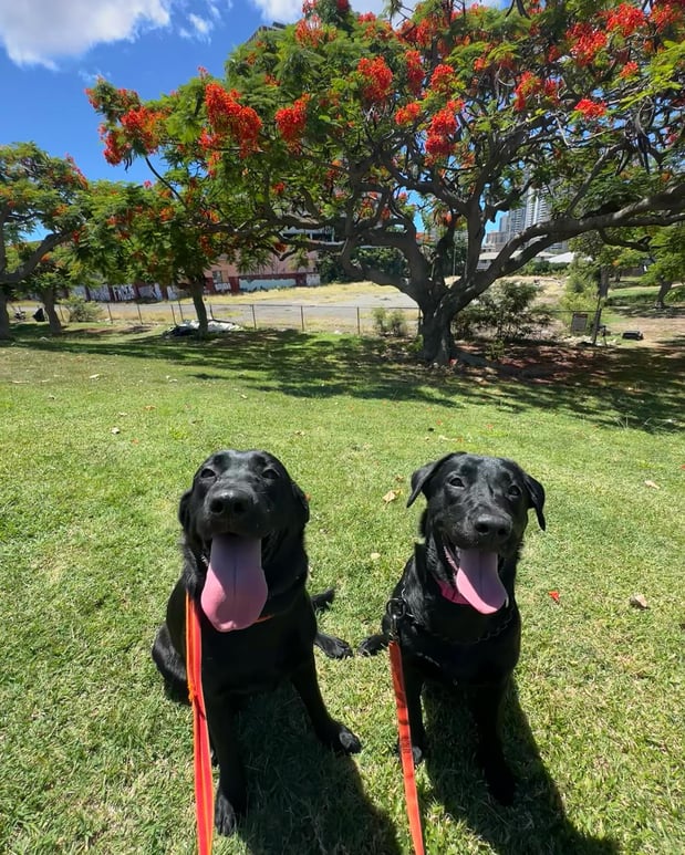 Images Alpha K-9 Dog Training