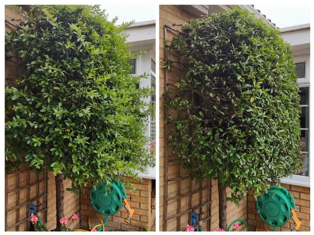 Images Clarke's Garden Care