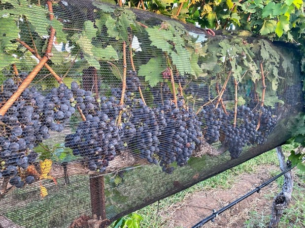 Images Robert Clay Vineyards Estate Winery & Tasting Room