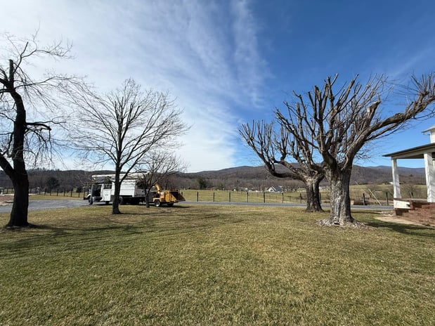 Images Y & VA TREE SERVICES LLC