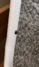 Images Platoon Pest Control