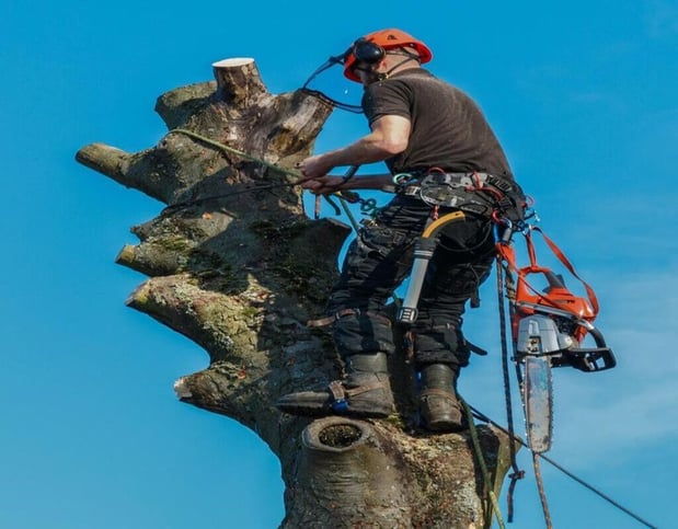 Images Jay's  Tree Service