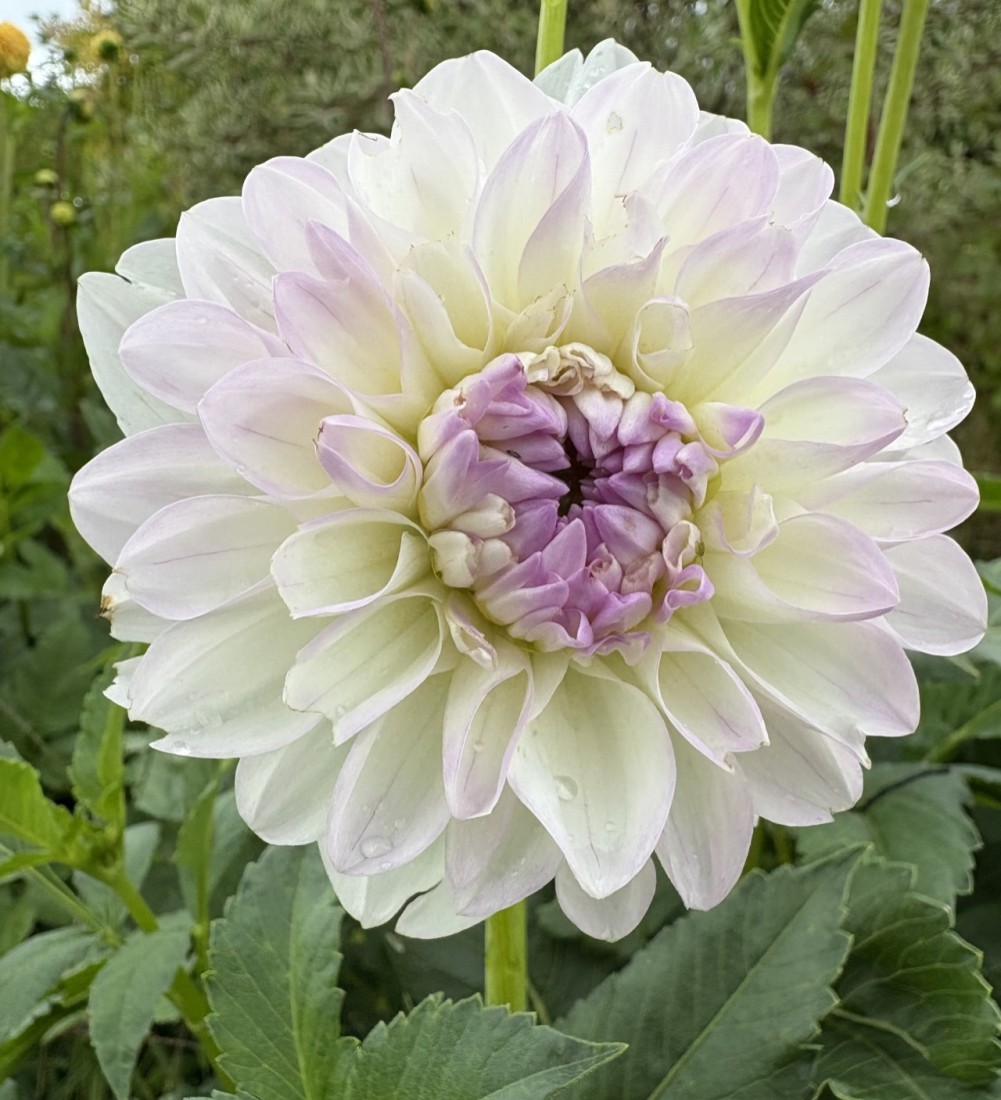 Bilder Blumen Grütter