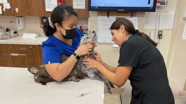 Images VCA Hollywood Animal Hospital