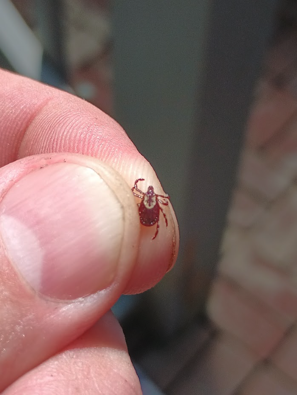 Images Aim Pest Solutions