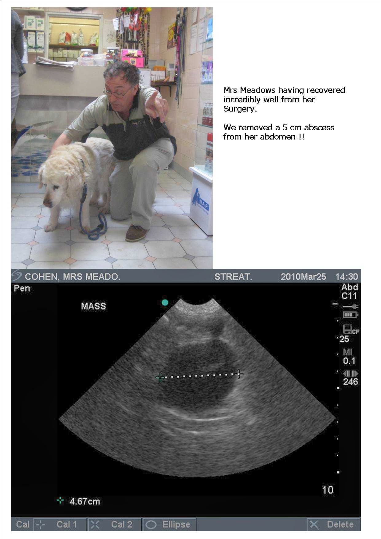 Images Streatham Hill Veterinary Surgery