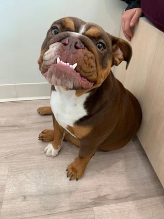 Images Petfolk Veterinary & Urgent Care - Peachtree Corners