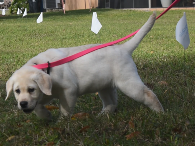 Dog trained to use Invisible Fence&reg; in Clay County, FL