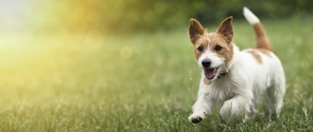Images Acorn Lake Veterinary Service