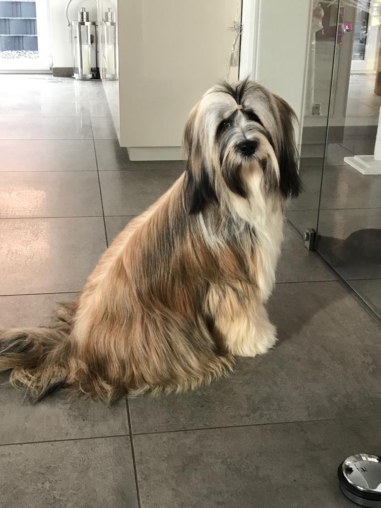 Ihr Hundefriseur in Düren | Hundesalon Schnittstelle, Zum Froschmaar 6 in Düren