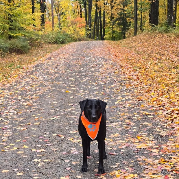 Images Nicole Hibbard - State Farm Insurance Agent