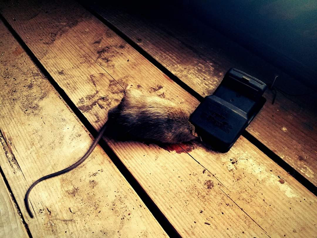 Images Rusty's Exterminators, Inc.